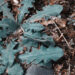 Linear North :: We Thought It Was Normal (Self Released)