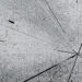 Signal_Black :: Disruptive Event (Evel)